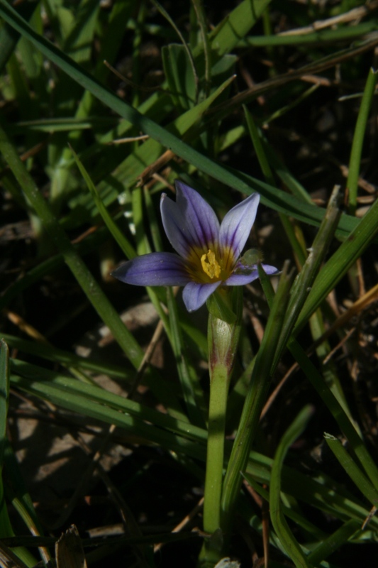 Romulea a confronto (R. columnae e R. ramiflora)